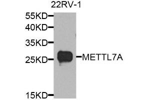 Image no. 4 for anti-Methyltransferase Like 7A (METTL7A) antibody (ABIN6143777)