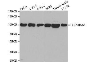 Image no. 4 for anti-Heat Shock Protein 90kDa alpha (Cytosolic), Class A Member 1 (HSP90AA1) (N-Term) antibody (ABIN3020962)