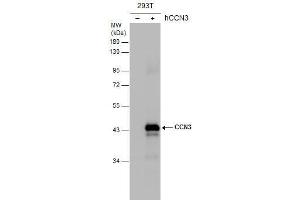 Image no. 5 for anti-Nephroblastoma Overexpressed (NOV) (Center) antibody (ABIN2855618)