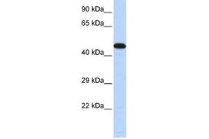 Image no. 1 for anti-A Kinase (PRKA) Anchor Protein 5 (AKAP5) (Middle Region) antibody (ABIN2775174)