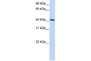 Image no. 1 for anti-Solute Carrier Family 22 Member 18 (SLC22A18) (N-Term) antibody (ABIN2781574)
