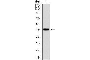 Image no. 4 for anti-Ring Finger Protein 1 (RING1) (AA 79-263) antibody (ABIN1724839)