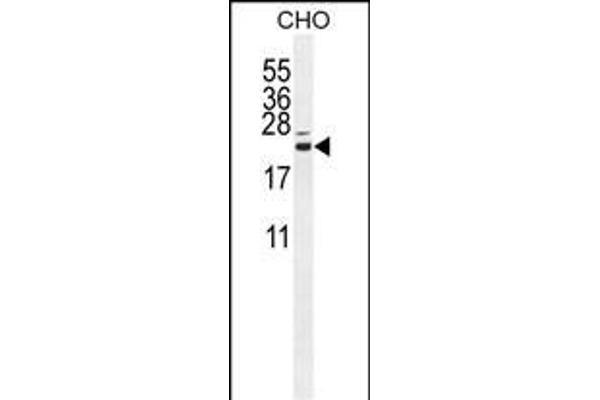 C16ORF13 antibody  (N-Term)