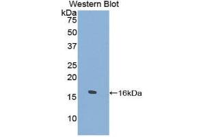 Image no. 1 for anti-Tryptase delta 1 (TPSD1) (AA 99-191) antibody (ABIN1860851)