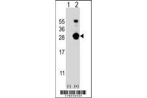 Image no. 1 for anti-FK506 Binding Protein 7 (FKBP7) (AA 195-224), (C-Term) antibody (ABIN656813)