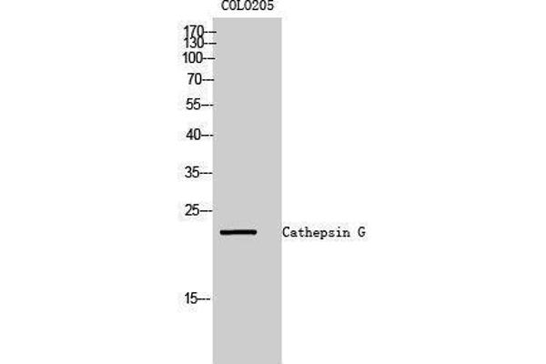 anti-Cathepsin G (CTSG) (Internal Region) antibody