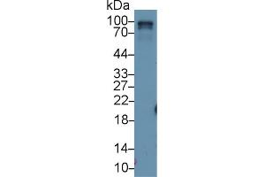 Image no. 2 for anti-RalA Binding Protein 1 (RALBP1) (AA 527-626) antibody (ABIN1176613)