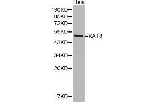 Western Blotting (WB) image for anti-K(lysine) Acetyltransferase 8 (KAT8) (AA 1-200) antibody (ABIN1513118)