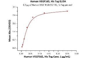 Image no. 1 for Vascular Endothelial Growth Factor (VEGF) (AA 27-191) (Active) protein (His tag) (ABIN2181905)