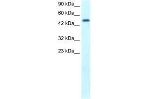 Image no. 1 for anti-FLT3-Interacting Zinc Finger 1 (FIZ1) (C-Term) antibody (ABIN2779235)