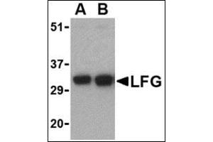 Image no. 2 for anti-Fas Apoptotic Inhibitory Molecule 2 (FAIM2) (N-Term) antibody (ABIN500148)