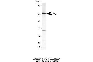 Image no. 1 for anti-Lactoperoxidase (LPO) (AA 650-712), (C-Term) antibody (ABIN363628)
