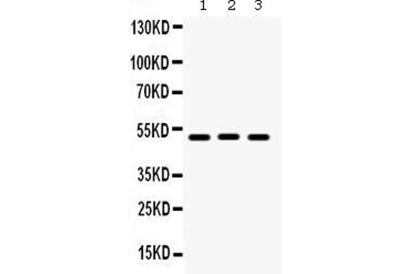 BMP5 antibody  (C-Term)