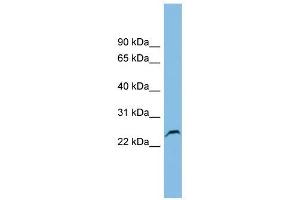 Image no. 1 for anti-Glutathione S-Transferase kappa 1 (GSTK1) (Middle Region) antibody (ABIN632597)