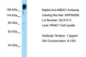 Image no. 1 for anti-Kinase Non-Catalytic C-Lobe Domain (KIND) Containing 1 (KNDC1) (C-Term) antibody (ABIN2788617)