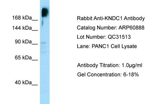 KNDC1 抗体  (C-Term)