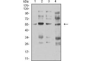 Image no. 3 for anti-Cholinergic Receptor, Nicotinic, alpha 5 (Neuronal) (CHRNA5) (AA 23-254) antibody (ABIN5611356)