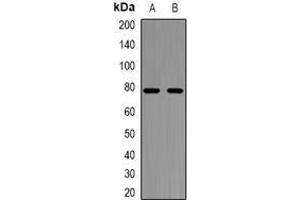 Image no. 1 for anti-Nuclear Factor of Activated T-Cells, Cytoplasmic, Calcineurin-Dependent 1 (NFATC1) (full length) antibody (ABIN6005842)