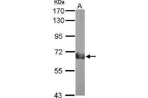 Image no. 3 for anti-Podocalyxin-Like (PODXL) (C-Term) antibody (ABIN2855941)