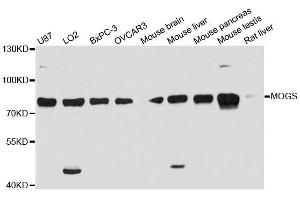 GCS1 antibody  (AA 60-320)