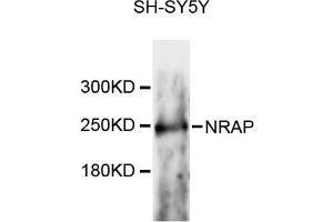 anti-Nebulin Related Anchoring Protein (NRAP) antibody