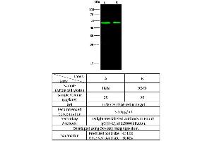 Image no. 2 for anti-Alanyl-tRNA Synthetase Domain Containing 1 (AARSD1) (AA 176-525) antibody (ABIN6923393)