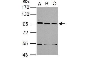 Image no. 2 for anti-XPA Binding Protein 2 (XAB2) (N-Term) antibody (ABIN2857059)