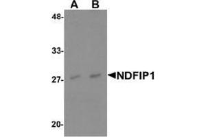 Image no. 1 for anti-Nedd4 Family Interacting Protein 1 (NDFIP1) (N-Term) antibody (ABIN1450002)