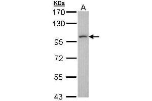 LUZP1 Antikörper  (N-Term)