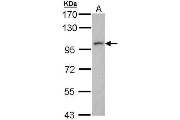 LUZP1 Antikörper  (N-Term)