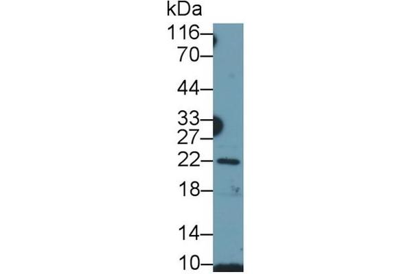 Growth Hormone 1 Antikörper  (AA 28-217)
