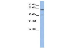 Image no. 1 for anti-beta 1,3-Galactosyltransferase-Like (B3GALTL) (Middle Region) antibody (ABIN635816)