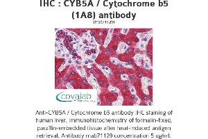 Image no. 1 for anti-Cytochrome B5 Type A (Microsomal) (CYB5A) (AA 1-135), (full length) antibody (ABIN1723975)