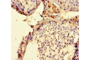 Immunohistochemistry of paraffin-embedded human testis tissue using ABIN7165554 at dilution of 1:100