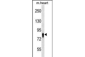 UBASH3A Antibody (Center) (ABIN1538294 and ABIN2838196) western blot analysis in mouse heart tissue lysates (35 μg/lane).