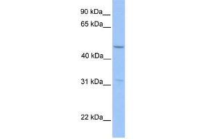Image no. 1 for anti-Zinc Finger Protein 296 (ZNF296) (Middle Region) antibody (ABIN2779502)
