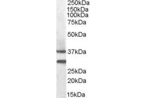 Image no. 2 for anti-Melanocortin 5 Receptor (MC5R) (N-Term) antibody (ABIN570929)