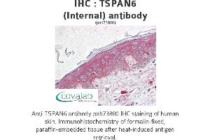 Image no. 2 for anti-Tetraspanin 6 (TSPAN6) (Internal Region) antibody (ABIN1740426)