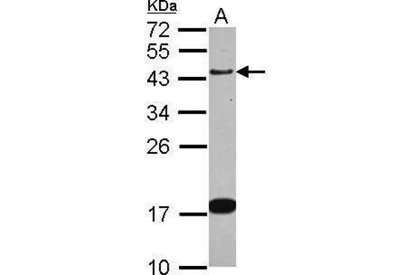 anti-Growth Associated Protein 43 (GAP43) (Center) antibody