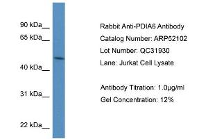Image no. 2 for anti-Protein Disulfide Isomerase Family A, Member 6 (PDIA6) (N-Term) antibody (ABIN2784775)