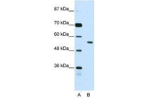 Image no. 2 for anti-Bromodomain Containing 3 (BRD3) (N-Term) antibody (ABIN2780846)