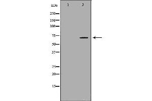 Image no. 3 for anti-beta-Transducin Repeat Containing (BTRC) (N-Term) antibody (ABIN6260326)