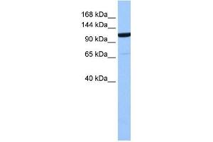 NUP155 antibody  (Middle Region)