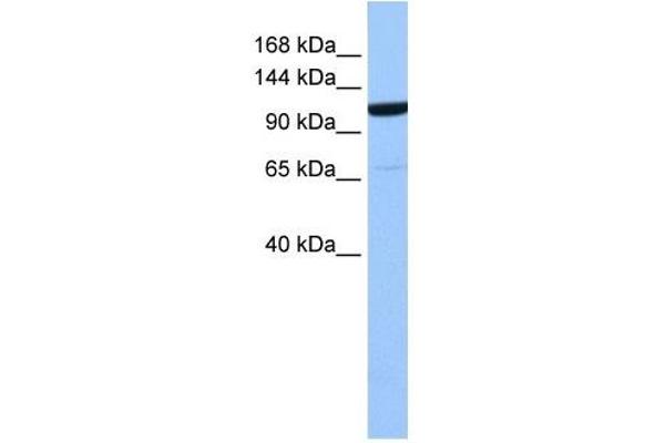 NUP155 antibody  (Middle Region)