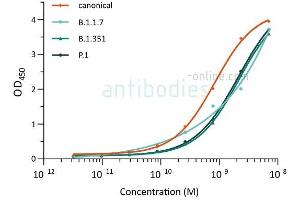 Image no. 1 for anti-SARS-CoV-2 Spike antibody (ABIN6952962)