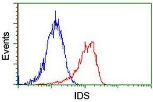 Image no. 2 for anti-Iduronate 2-Sulfatase (IDS) antibody (ABIN1498798)