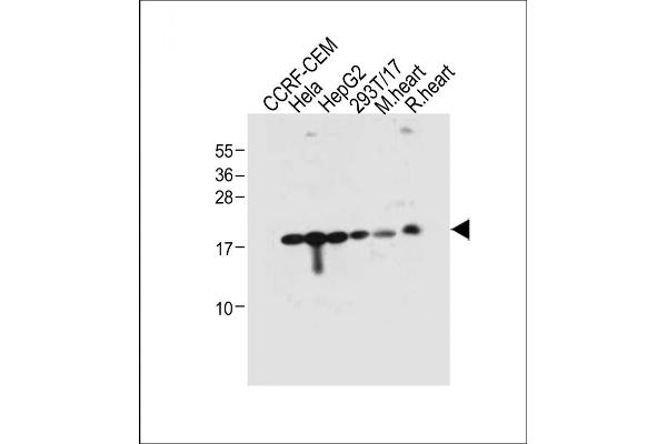 RPL23A Antikörper  (C-Term)