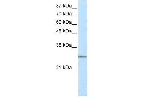 Image no. 1 for anti-MRG-Binding Protein (MRGBP) (N-Term) antibody (ABIN629797)