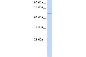 anti-Kinesin Family Member 12 (KIF12) (N-Term) antibody