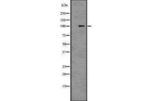 Image no. 1 for anti-Premelanosome Protein (PMEL) antibody (ABIN6264314)